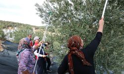Ayvacık Kulfal Köyü’nde ilk erken zeytin hasadı
