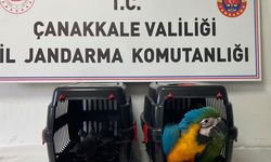 1915 Çanakkale Köprüsü gişelerinde operasyon; 9 egzotik kuşa el konuldu!
