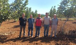 Dikmen Köyü’nde 45 dekarlık ceviz bahçesi incelendi