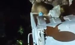 Uludağ'da aç kalan ayı yemek aradı