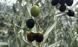Bursa'da bu sezon 165 bin ton sofralık, 125 bin ton yağlık zeytin bekleniyor