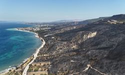 Çanakkale'de yangında küle dönen alan yeniden yeşilleniyor