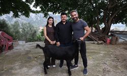 Damadın et sevgisini bilen arkadaşı düğünde keçi hediye etti