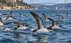Çanakkale Boğazı’nın özgür gezginleri: Yelkovan kuşları