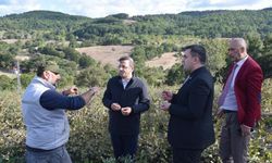 Çan’da aronya üretimi dikkat çekiyor