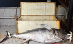 Saros Körfezi’nde 175 kiloluk orkinos yakalandı