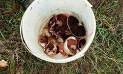 Biga’da Yağmurların Ardından Mantar Sezonu Başladı!