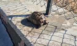 Alevlerin arasından kurtarıldı!