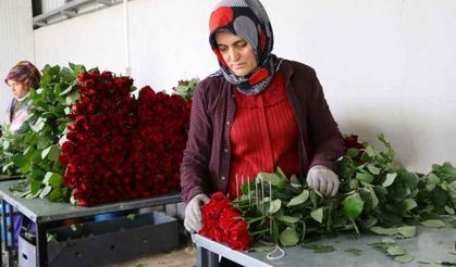 Sevgililer Günü fiyatları uçurdu! Serada 25, çiçekçide 150 lira