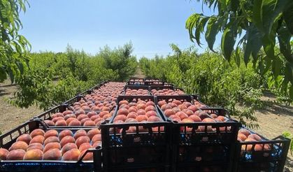 Lapseki şeftalisinde bu yıl 150 bin ton şeftali ve nektarin üretimi bekleniyor