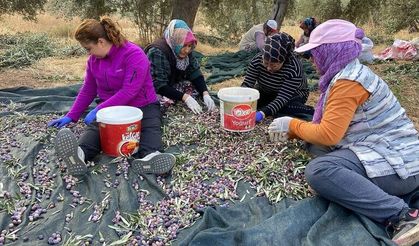 Ayvacık'ta zeytin hasadı bitti 