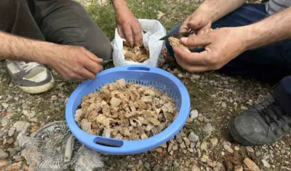 Toplaması bir tutku: "Kuzugöbeği" mantarı