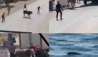 Kaçan boğa ortalığı bir birine kattı, diğeri ise denizde telef oldu