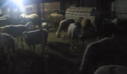 Firar eden 50 koyunu jandarmanın dronu buldu