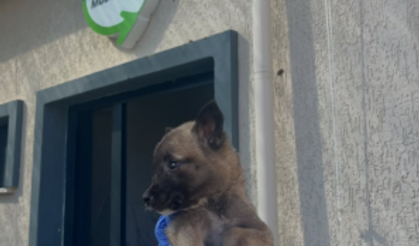 Çanakkale’de 2 aylık dişi yavru köpek ömürlük yuvasını arıyor