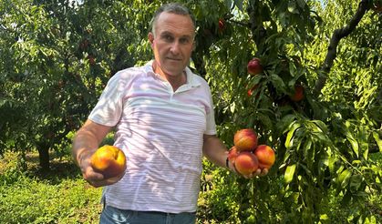 Ağustosta tarlada 10 liraya kadar düşmüştü, dalında 40 lirayı gördü