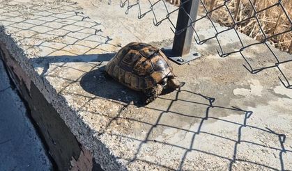 Alevlerin arasından kurtarıldı!