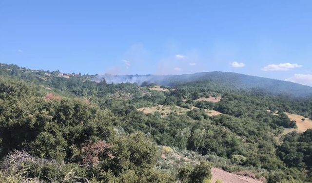Lapseki'deki yangının sebebinin sigara izmariti olduğu belirlendi