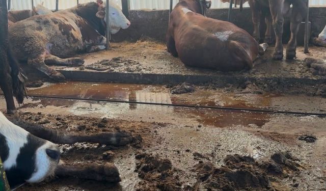 Organik gübre fiyatları geçen yıl ile aynı