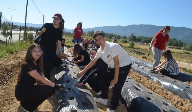 Yenice Reyan Bodur Anadolu Lisesi’nde Gelecek Toprakla Yeşeriyor: Çilekler Toprakla Buluştu!