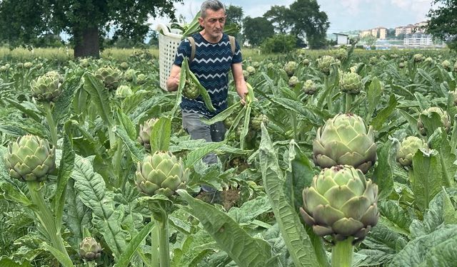 İzmir tahtını kaybediyor; enginarın yeni başkenti Bursa oluyor