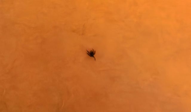 7 yaşındaki çocuğun göğsüne kene yapıştı
