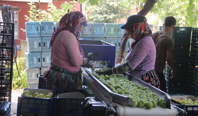 Kaz Dağları’nın lezzeti Bayramiç Beyazı’nda 10 bin tonluk rekolte beklentisi!