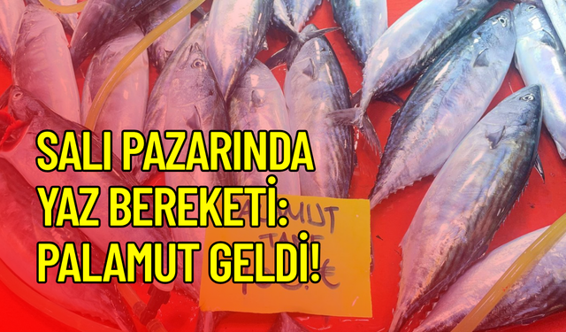 Çanakkale Salı Pazarı’nda fiyatlar belli oldu: Tezgâhlarda yaz bereketi