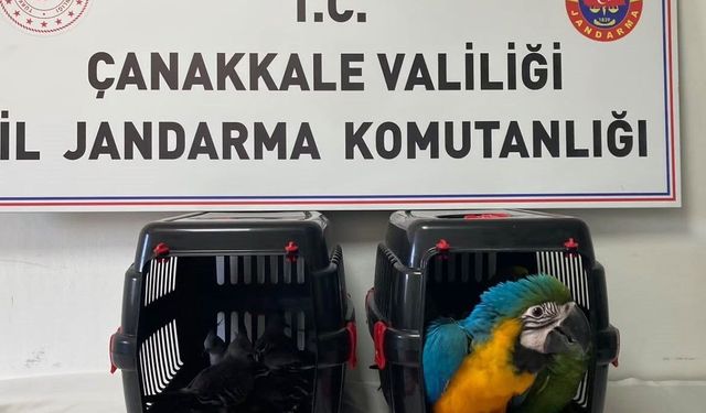 1915 Çanakkale Köprüsü gişelerinde operasyon; 9 egzotik kuşa el konuldu!