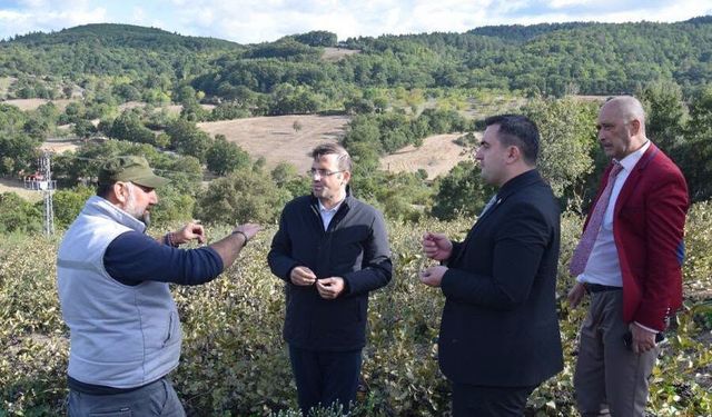 Çan’da aronya üretimi dikkat çekiyor