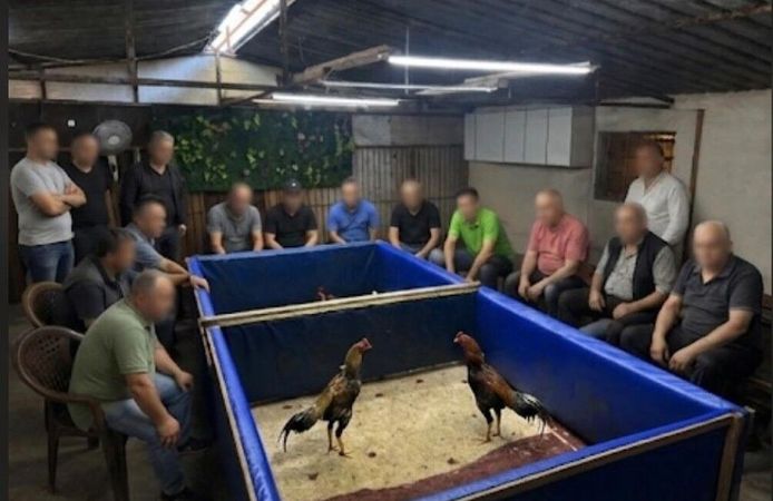 Horoz dövüşü operasyonu: Çiftlik mühürlendi, 130 bin lira ceza kesildi