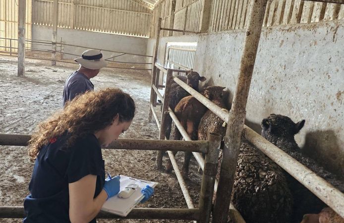 Ezine’de besilik ithal hayvanların sağlık taramaları ve karantina işlemleri sürüyor