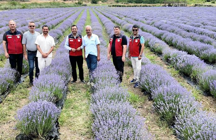 Çanakkale 2200 dönüm lavanta üretimi ile Türkiye’de 8. sırada!