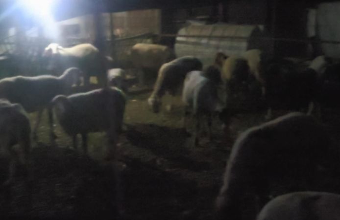 Firar eden 50 koyunu jandarmanın dronu buldu