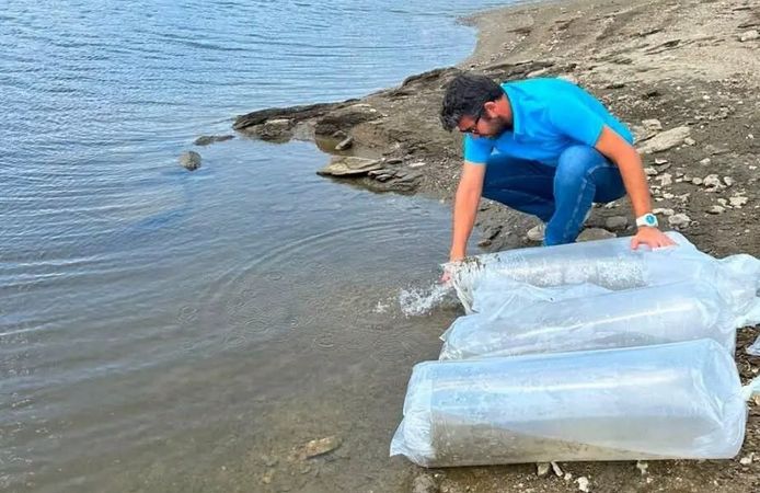 535 bin sazan suyla buluştu