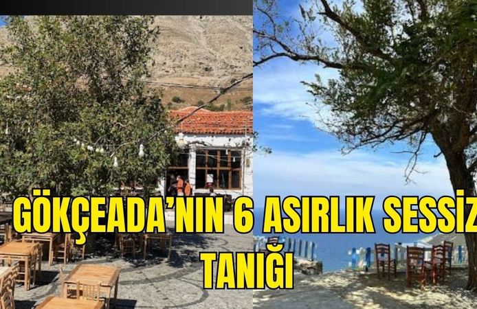 625 yıllık Tepeköy'ün sessiz tanığı Çınar Ağacı ilgi çekiyor