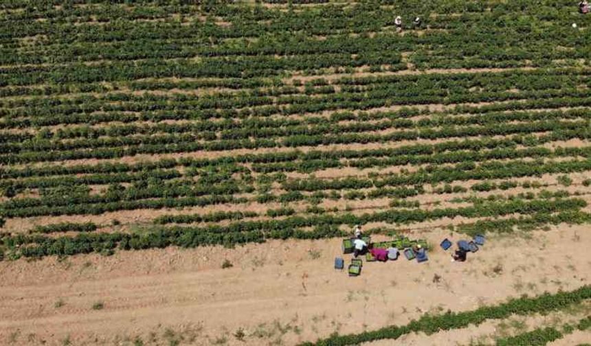 Tatvan'da kavurucu sıcakta ekmek mücadelesi
