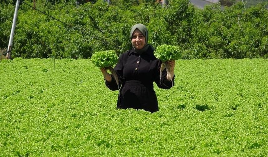 Çanakkale'nin Lapseki ilçesinde topraksız salatalık, marul üretiyor !