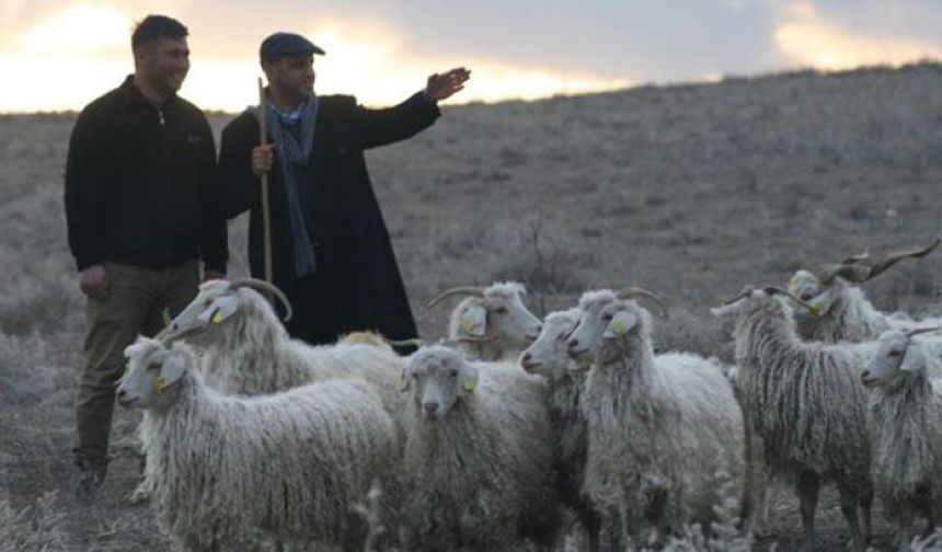 Yeni yıl çoban istihdam desteği başvuruları başladı