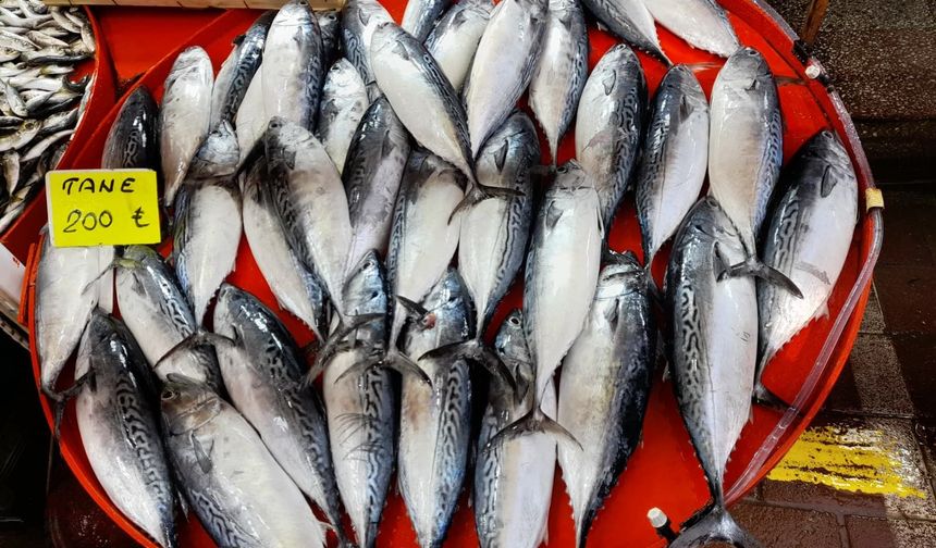 Palamut avcılığını ara durdurma çağrısı tartışma yarattı!