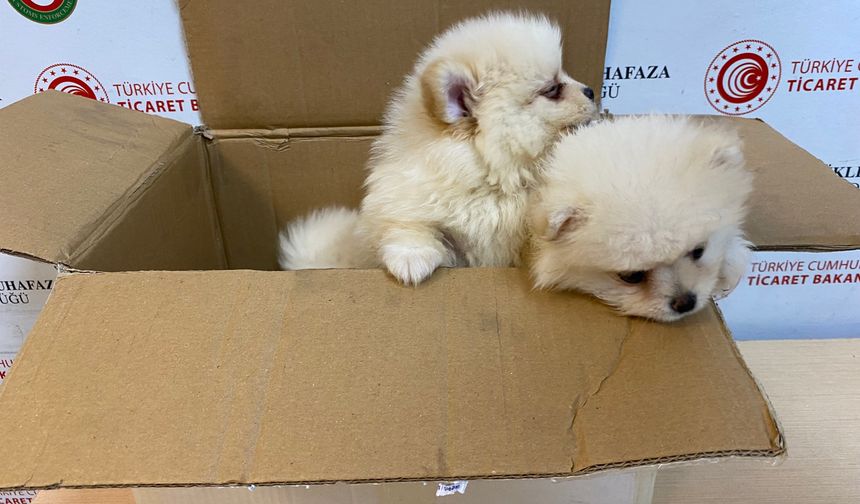 Ticaret Bakanlığı Gümrükler Muhafaza ekiplerinden yavru köpeklere yönelik kaçakçılık girişimine geçit yok