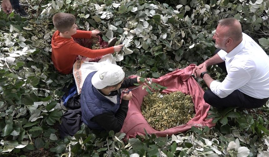 Kilosu ormanda 3 bin lirayı buluyor