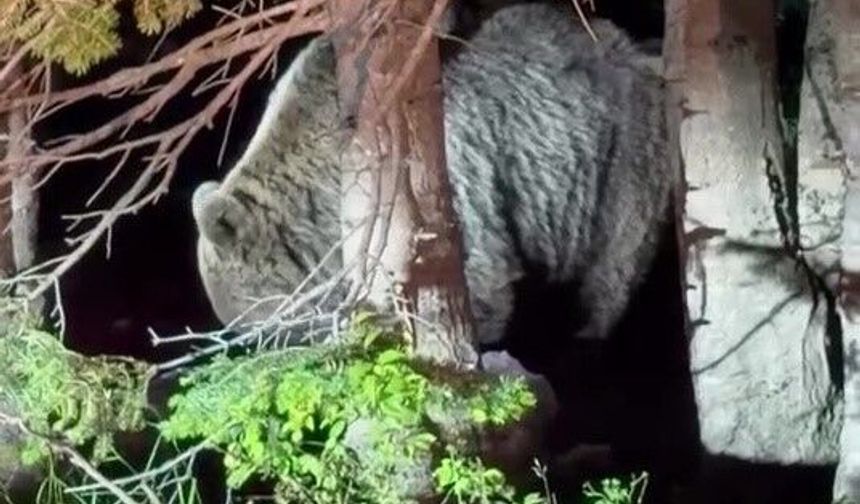 Uludağ'da görülen iri ayı hayrete düşürdü