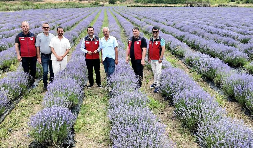 Çanakkale 2200 dönüm lavanta üretimi ile Türkiye’de 8. sırada!
