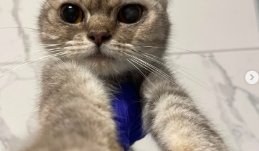 Çanakkale’de 3 yaşındaki British kedi ömürlük yuvasını arıyor