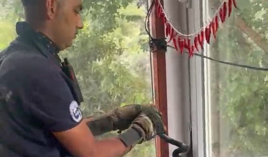 Pencere arasına sıkışan yılan kurtarıldı!