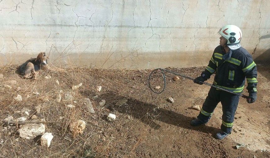 Kuru havuzda mahsur kalan köpek kurtarıldı