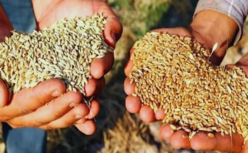 Sertifikalı Tohum Desteğinde Son Gün Yaklaşıyor