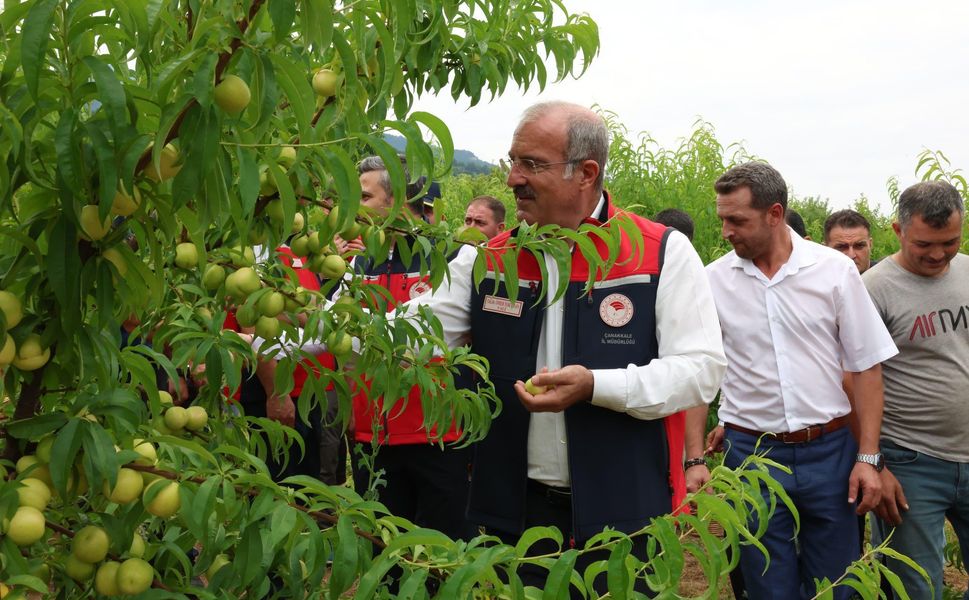 Bayramiç Beyazı'nda Hasat Başladı