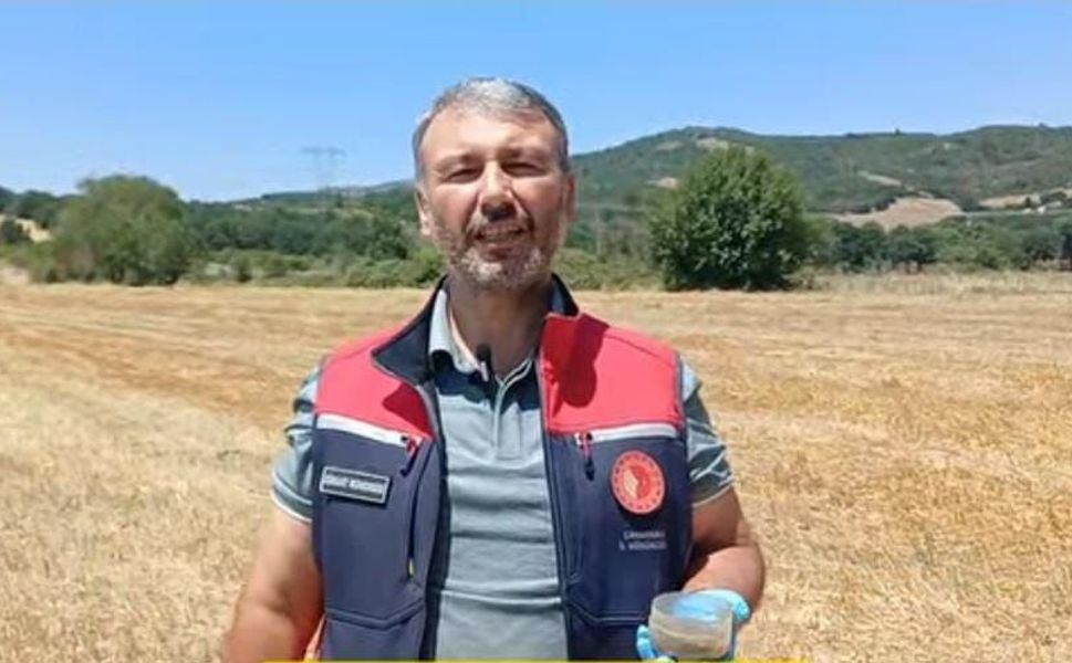 Çanakkale'de tarla faresi alarmı: İl Tarım Müdürlüğü üreticileri toplu mücadeleye çağırdı